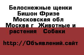 Белоснежные щенки Бишон Фризе - Московская обл., Москва г. Животные и растения » Собаки   